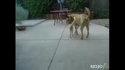 Dog sex with cat 
