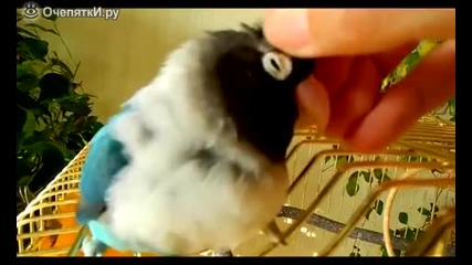 Ласки и помилване на нежно папагалче
