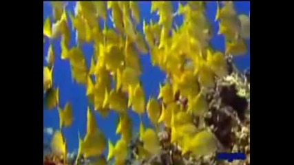 Karunesh - Morning Celebration 