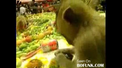 Monkeys Food Feast