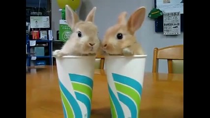 Сладки зайчета в чаши