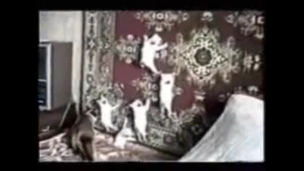 Funny Cats 4 