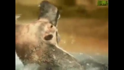 Animal Face - Off - Hippo vs. Bull Shark 