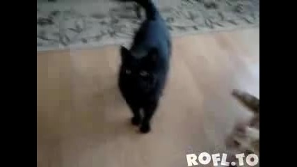 Котка Улавя Храната Си Още От Въздуха