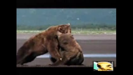 Две Мечки В Битка