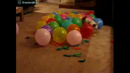 Куче спуква балони смях