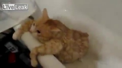 Дебела котка опитва да излезне от вана