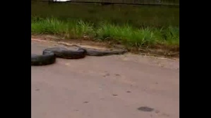 Голяма Змия В Амазония