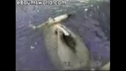 walrus jerk