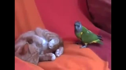 Коте - побойник срещу папагал - дразнител