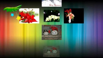 Красиви коледни звезди ... (poinsettias) ... (music Daveed) ...