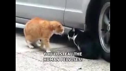 Две котки се карат 