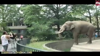 Best Animal Fail & Attack Compilation