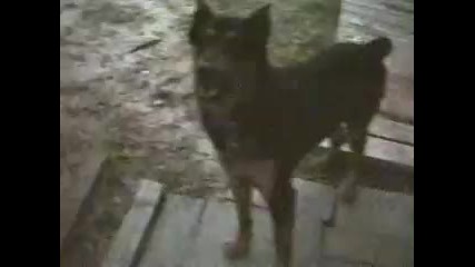 Talking dogs