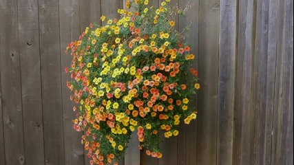 Ernesto Cortazar- ' Anna' - Pretty Flowers