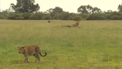 Леопард срещу Лъвове