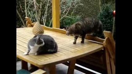Двубой м/у Котки 