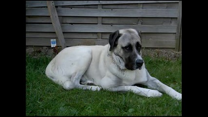 Pitbull and kangal