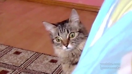 Лудата Котка Remix