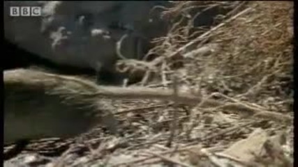 Puff Adder ambush - Serpent - Bbc Animals 