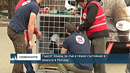 Търсят помощ за лъв в тежко състояние в зоокъта в Разград