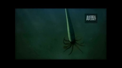 Animal Armageddon Killing Machine