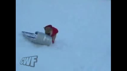 Нахално куче краде шейна :)