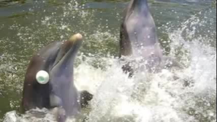 Интересни факти за Делфините