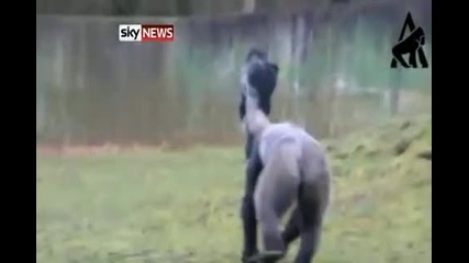 горила ходи на два крака / Gorilla walking {exclusive} 