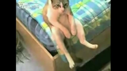 Котка седи като човек - 100 % смях 