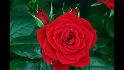 flower blooming rose