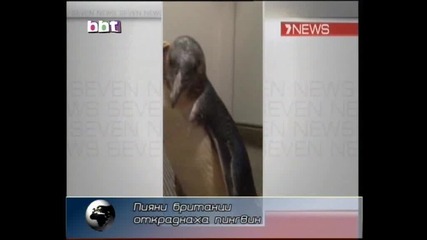 Туристи крадат пингвин в Австралия