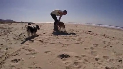 Куче инвалид се радва на разходка по морския бряг