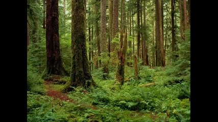 Природа лес - Wald(студия Dmytro)