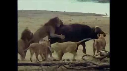 ловуването при лъвовете и лъвиците