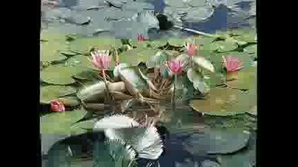 Lotus Out Of Water