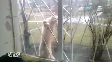 Обучени животни