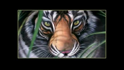 Last South China Tiger Craig Tracy for Save Chinas Tigers 