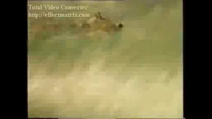 Лъв атакува