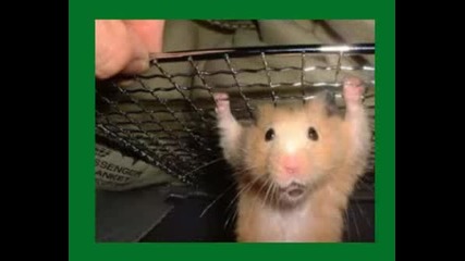 The Hamster Dance