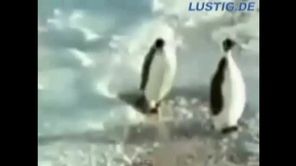 Смях Животни. Пингвин пада в студената вода :d
