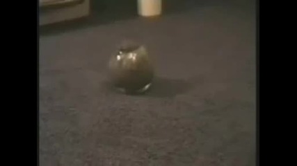 Компактна Котка