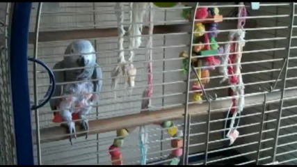 Папагал казва (come on Rooney!) England s most patriotic parrot 
