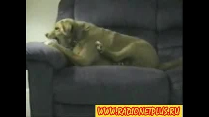 bad dog 