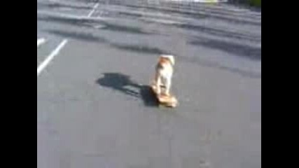 Dogboard