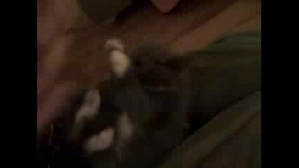 Сладко коте