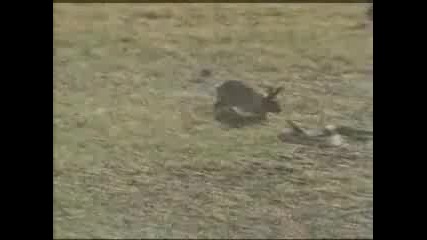 Psiho Rabbit vs. Snake 