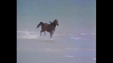The Black Stallion - Cather Rhythm