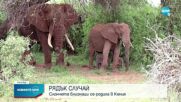 Слончета близнаци се родиха в Кения