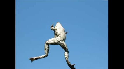 Animal Animals 2